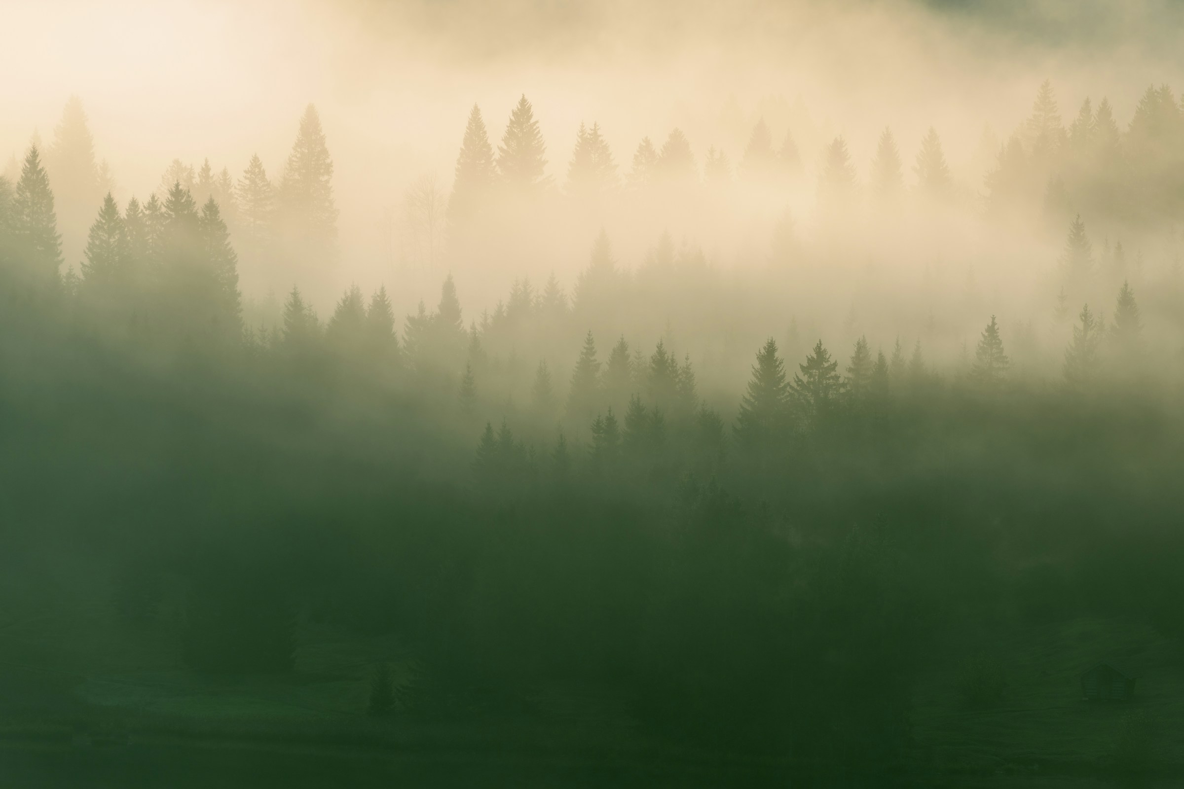 Quiet panoramic pine forest in blue mist